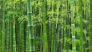 茂密的竹林，有高大的綠色竹莖和新鮮的葉子 — 竹 壁紙