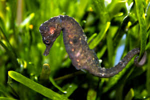海馬在水中綠色海草間游泳。