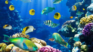 色彩繽紛的熱帶魚在清澈的藍色海水中穿梭於珊瑚礁之間。 — 水下 壁紙