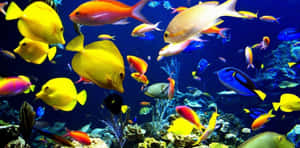 色彩繽紛的熱帶魚在深藍色海洋中的珊瑚礁之間游動。 — 水下 壁紙