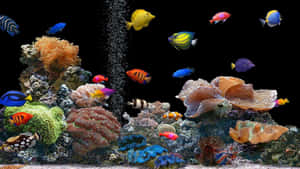 黑暗水族館中色彩繽紛的熱帶魚和珊瑚，伴隨著上升的氣泡。