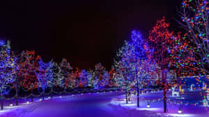 夜晚的雪地公園小徑，兩旁是燈火通明的樹木。