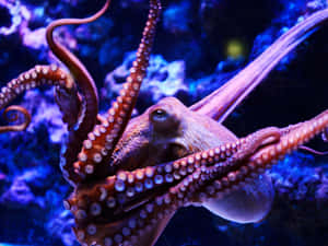 一隻帶有可見吸盤的紅褐色章魚在藍色照明的魚缸中游動。