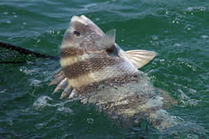 一條條紋魚在綠色水中被網捕獲。 — 3:2 壁紙