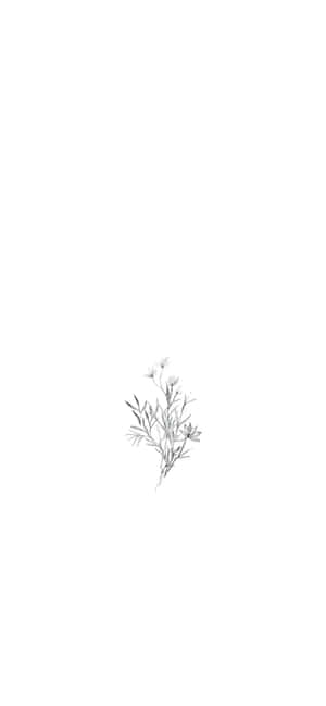一幅極簡的灰階素描，描繪一根細小的野花枝條，帶有纖細的莖和微小的花朵。 — Moto G Play (2026) 壁紙
