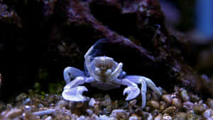 一隻有斑點爪嘅藍色蟹，喺水族箱入面嘅碎石上，靠近珊瑚坐低。