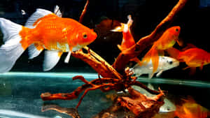 金魚在水族箱中游繞著一條木枝。