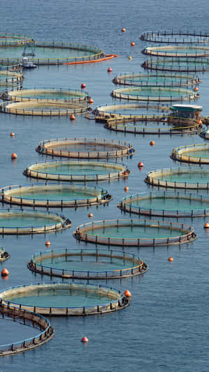 圓形養魚網箱漂浮在平靜的藍色水面上，帶有橙色浮標。