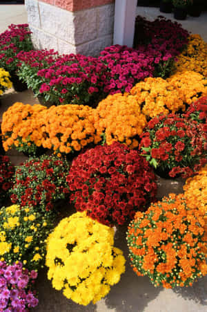 紅色、橙色、黃色和紫色的彩色盆栽菊花排列在石頭建築外。 — 唯美花朵動圖 壁紙