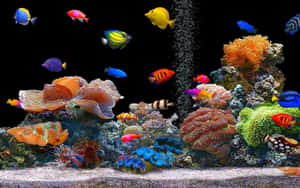 黑暗水族箱中色彩繽紛的熱帶魚和珊瑚，氣泡上升。