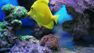 一條黃色刺尾魚在清澈的藍色水族箱中滑過色彩繽紛的珊瑚。 — 魚 壁紙