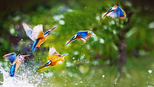 翠鳥飛翔並在水中濺起水花，背景是綠色樹葉。 — 1920x1080 壁紙