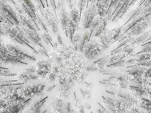 在寧靜的冬季森林中從上方看到的積雪樹木。