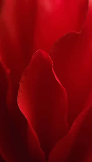 深紅色玫瑰花瓣特寫，柔和光線和模糊背景。