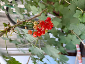 花園環境中，多葉樹枝上結滿了成熟的紅醋栗串。 — 花系美學 壁紙
