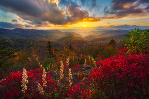 秋日山巒的夕陽，前景有紅葉和白花
