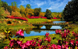 盛開的粉紅色花朵環繞著春天花園中平靜池塘上的一座木橋。