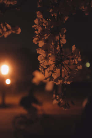 夜間街燈照亮櫻花，帶有柔和散景。