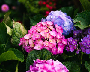 粉紅色和紫色繡球花與綠葉的特寫。