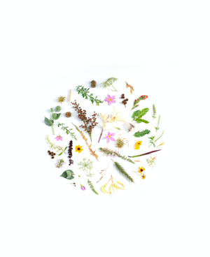 白色背景上各種乾花和葉子的圓形平鋪