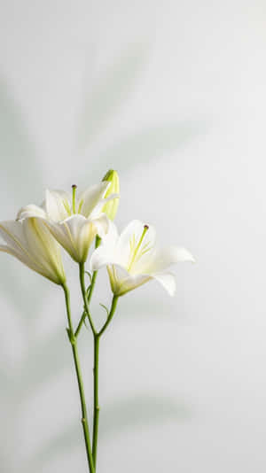 三朵白色百合花，帶有綠色莖，在淺灰色背景上，有葉影 — 超高清 GIF 壁紙