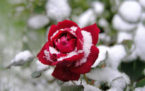 冬日花園中一朵被雪覆蓋的紅玫瑰。