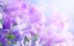 精緻紫色風鈴花的特寫，帶有柔和背景散景和陽光。