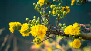 春天樹枝上的黃色花朵和綠色花蕾。 — 黃色美學 壁紙