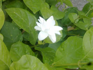花園中綠葉環繞的白色茉莉花