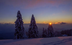 日出時分的雪松，色彩繽紛的天空和遠山