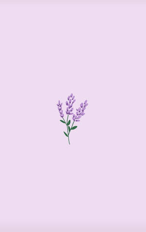 淺紫色背景上的小薰衣草插圖。 — 淺紫色動態圖片 壁紙