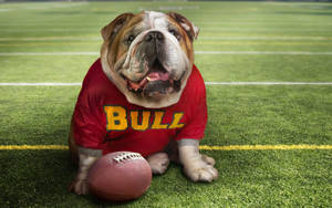 鬥牛犬穿著紅色球衣，上面有 'BULL'，在球場上足球旁邊 — 可愛 壁紙
