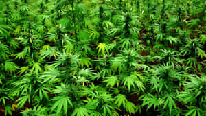 一排排茂盛嘅綠色大麻植物喺戶外田地生長。 — 食草 壁紙
