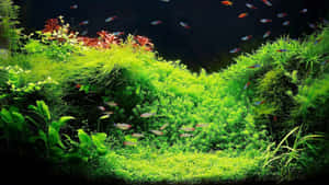 種植水族箱中茂盛的綠色水生植物和色彩繽紛的魚兒。 — 綠色動態圖 壁紙