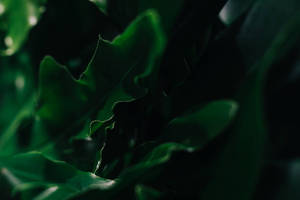 深綠色葉子的特寫，光線柔和，背景模糊。 — 植物美學 壁紙