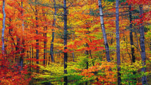 秋天樹上長滿紅色、橙色和黃色葉子的森林。 — 森林 壁紙