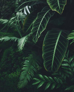 茂密森林中熱帶葉子的特寫，帶有斑駁的陽光。 — 植物 壁紙