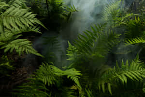 在陰暗的森林中，霧氣在蕨類植物的葉片間旋轉。 — 叢林動圖 壁紙
