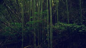 陰暗森林中的高大竹莖和綠葉。