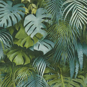 熱帶叢林植物，龜背竹和棕櫚葉呈現不同深淺的綠色. — 棕櫚樹 GIF 壁紙