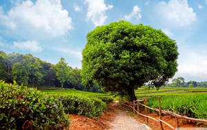 一條石徑在藍天下蜿蜒穿過茶園，旁邊有一棵大綠樹。