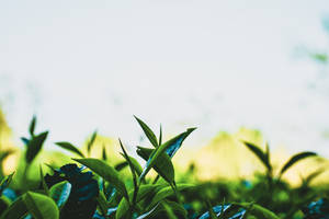 陽光下的鮮綠茶葉，背景模糊。