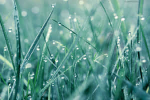 落雨背景 — 雨天 壁紙