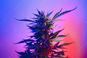 在工作室環境中，被藍色和粉紅色霓虹燈照亮的大麻植物。
