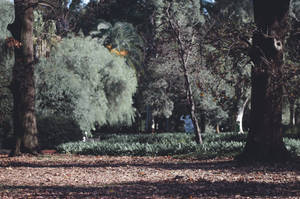 寧靜的公園場景，高大的樹木和落葉在斑駁的陽光下。