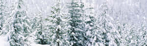 白雪覆蓋的松樹，在寧靜的冬季森林中。