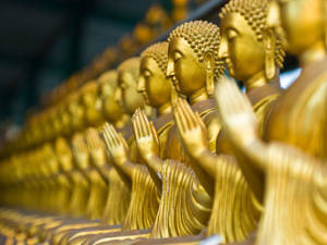 金色佛像以祈禱姿勢排列在寺廟環境中。