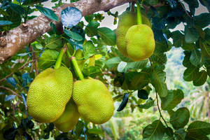 成熟的菠蘿蜜掛在樹枝上，帶有綠葉。
