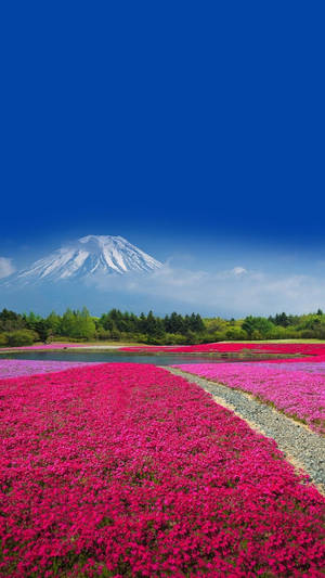 在晴朗的藍天下，以富士山為背景的充滿活力的粉紅色花田。