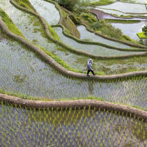 農夫走在淹水稻田之間的小路上 — 自然 壁紙